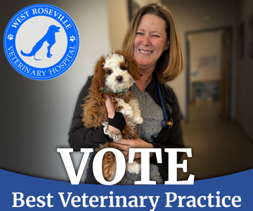 Best Veterinary Practice